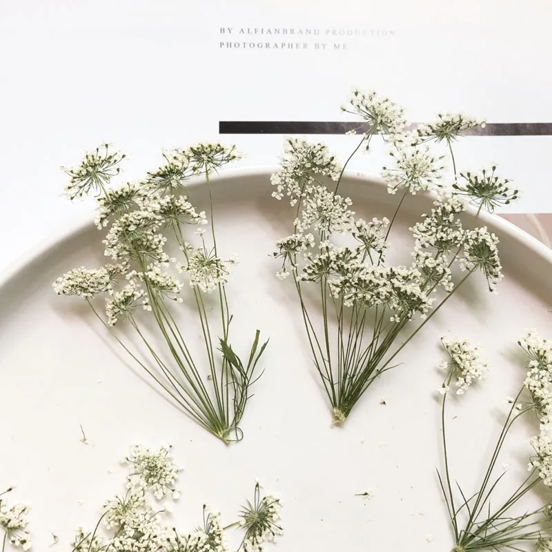 Dried Flower Bulk - 5-7 cm/12 stks, Sneeuw Kleine Bloemen