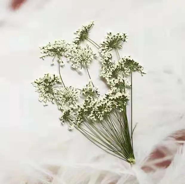 5-7 cm/12 stks, Sneeuw Kleine  - Dried Flower Bulk recensie en prijs